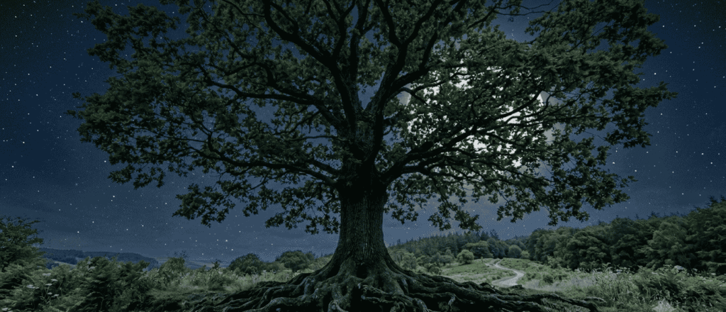 Arbol